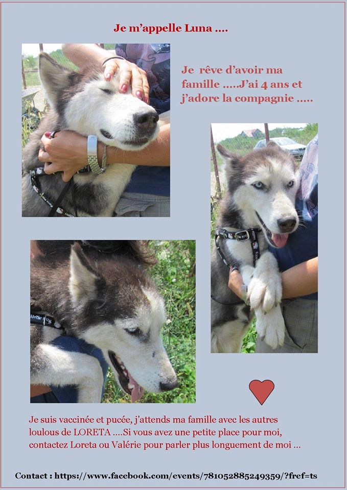 LUNA Husky 4/5 ANS pas ok chien URGENCE ROUMANIE  ADOPTEE 10630710