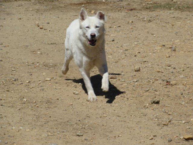 Galak husky (m)  blanc 9 ans sociable calme obéissant REFU66 ADOPTE 10645111