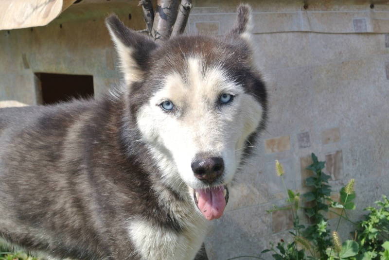 LUNA Husky 4/5 ANS pas ok chien URGENCE ROUMANIE  ADOPTEE 10668910