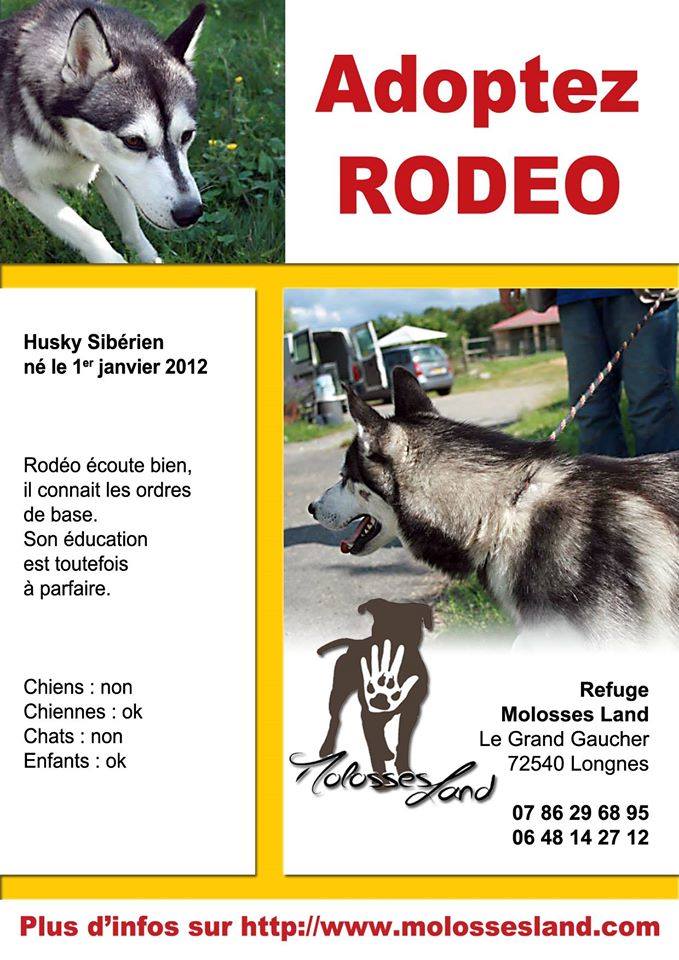 RODEO, magnifique Husky Sibérien 2 ans 7 mois pas congénères ni chats REFU72  ADOPTE 10710610