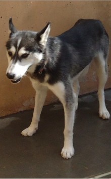 Husky (m) 1 an 6 mois noir et blanc REFU:6032 BELGIQUE ADOPTE 11400210