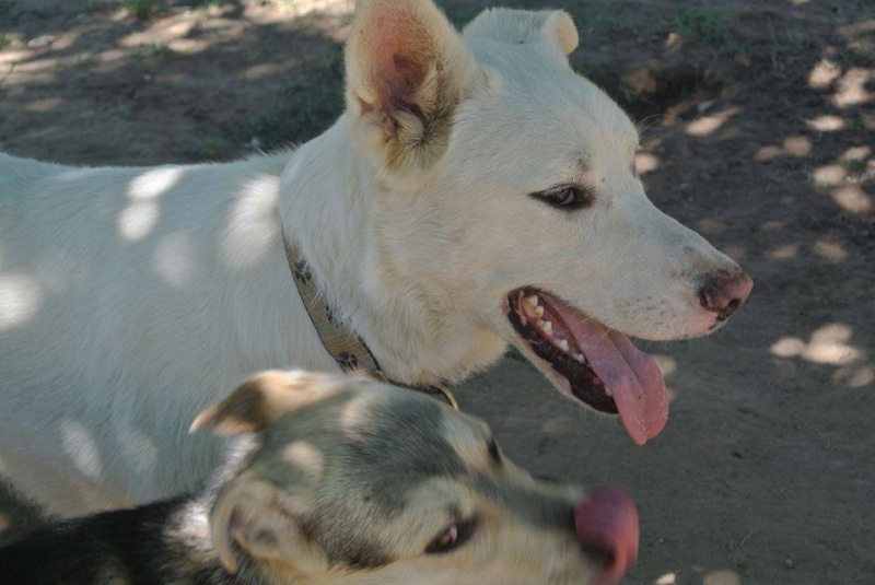 HURIKAN X HUSKY male 2012 EDEN VALLEY ASSO39 ADOPTé 13917910