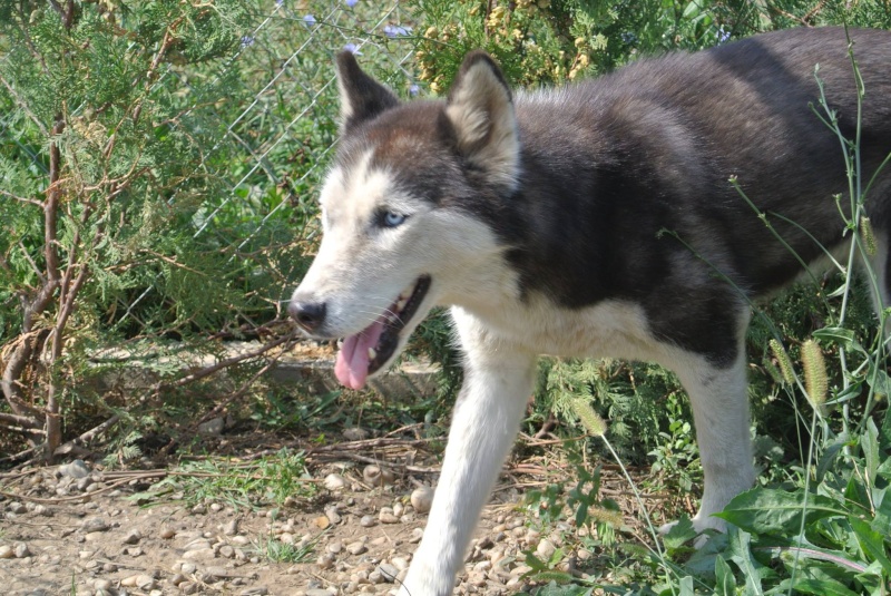 LUNA Husky 4/5 ANS pas ok chien URGENCE ROUMANIE  ADOPTEE 13968811