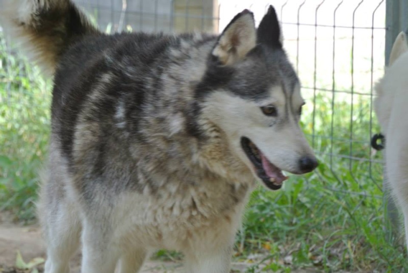 Theo husky 12 ans ok femelles pas de chats ASSO39 19083810