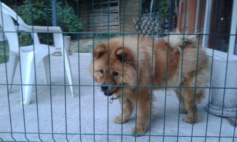 Gerchi, Chow chow (f) 8 ans sauvée d'un mouroir en Espagne ASSO77 ADOPTEE 20140613