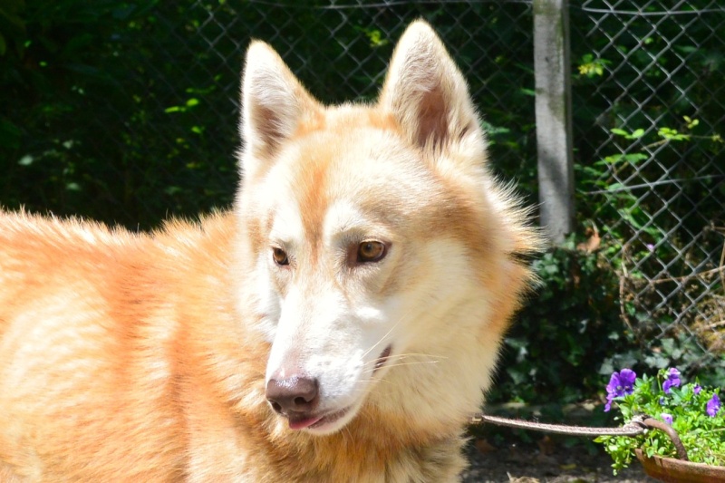 Hetty husky (m)   11 août 2012 /  REFU47   ADOPTE ______10