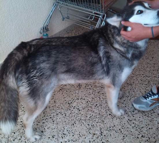 Rubia husky sauvée de l'euthanasie,PAS DE CHATS NEE 12/2005/REFU ESPAGNE ADOPTEE - Page 6 A_318113
