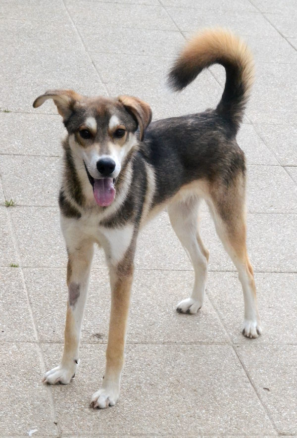 BOBIDIBOU x husky berger (m)06/2013/fauve charbonné REFU35 ADOPTE Bobidi11