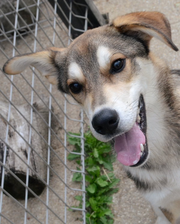 BOBIDIBOU x husky berger (m)06/2013/fauve charbonné REFU35 ADOPTE Bobidi12