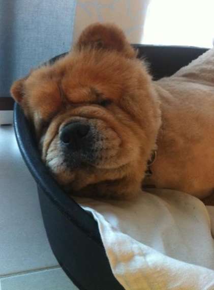 CANNELLE - Chow-chow - 6 ans (f) REFU59  ADOPTEE Cannel11