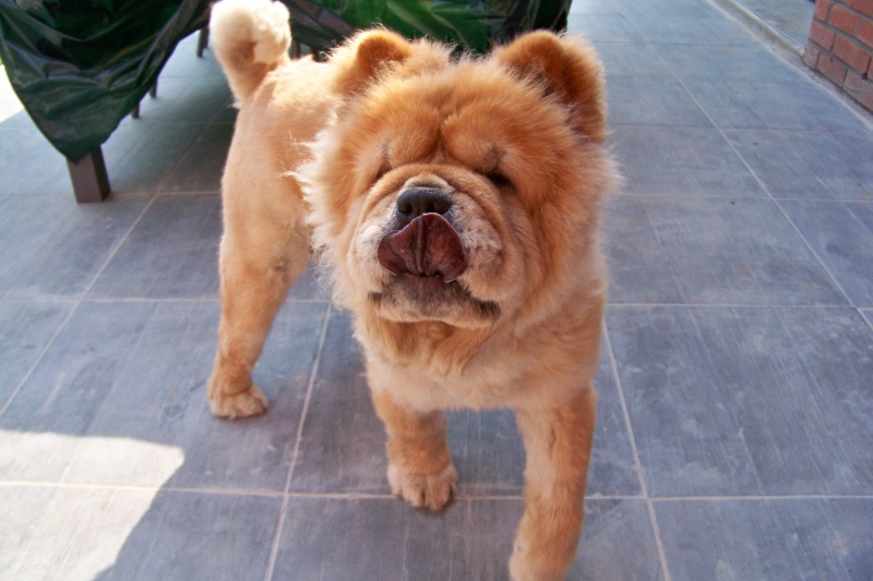 CANNELLE - Chow-chow - 6 ans (f) REFU59  ADOPTEE Cannel12