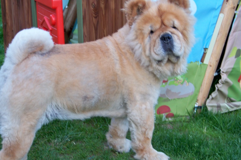 CANNELLE - Chow-chow - 6 ans (f) REFU59  ADOPTEE Cannel14