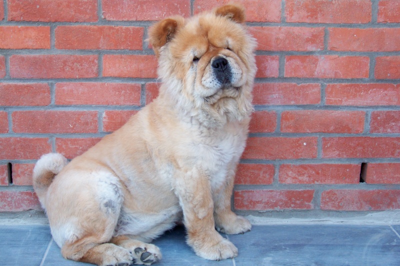 CANNELLE - Chow-chow - 6 ans (f) REFU59  ADOPTEE Cannel15