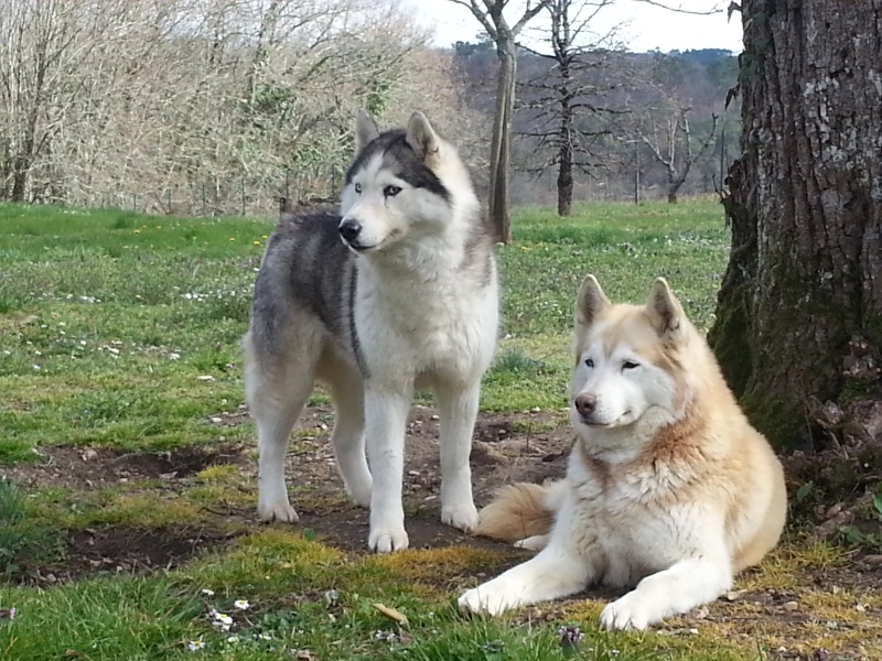 AMAROK’S ABYSS ET BAMBOO DES REVES DE NEIGE husky (f) PART24 AbyssDECEDEE Chienn10