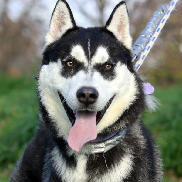 GERICKO, Husky (m)01/2014 a adopter avec Missa REFU92  ADOPTE Gerick10