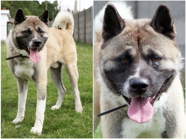 Harley AKITA Américain Mâle  2 ans 1 mois REFU Belgique ADOPTE I1079811