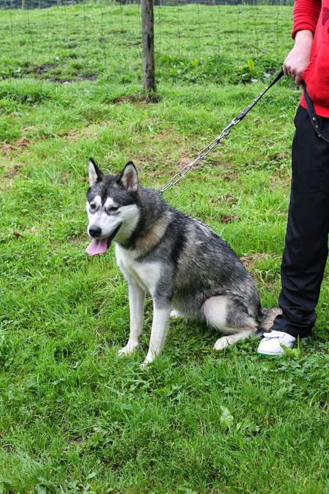 Kiska alaska malamute (f) 1 an 9 mois REFU BELGIQUE   Adopter Img_2913