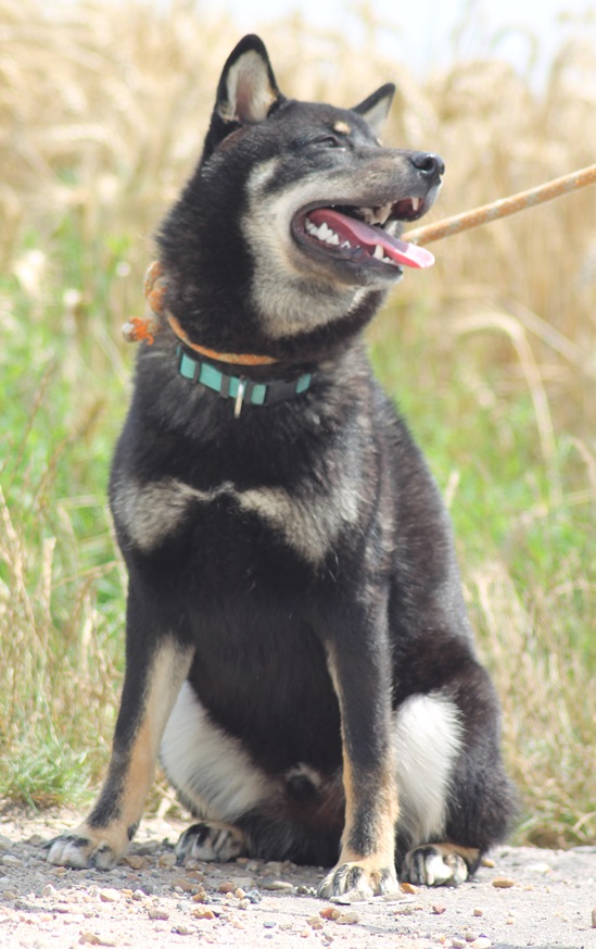 IOSHI shiba inu (m) 10/2013/noir et feu REFU45  ADOPTE Img_4012