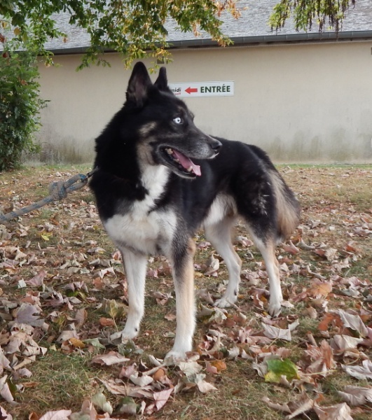 SCHUMI 8 ans (m) x husky tricolore 11/2006/REFU:37  ADOPTE Shumi012