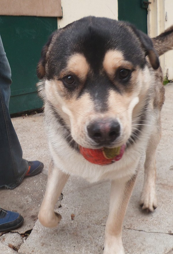 TYSON x husky  labrador né 11/2012/ sociable joueur équilibré  REF78 ADOPTER - Page 2 Tyson610