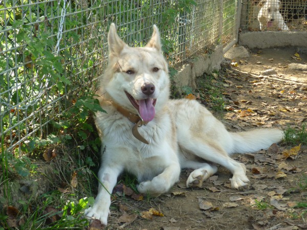  WOLF Husky (m) 11 2011 REFU 09 ADOPTE Wolf10