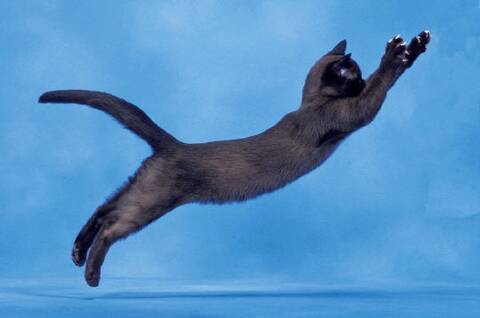 Quand Le Chat Saute