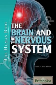 The Brain And The Nervous System  Thebra10