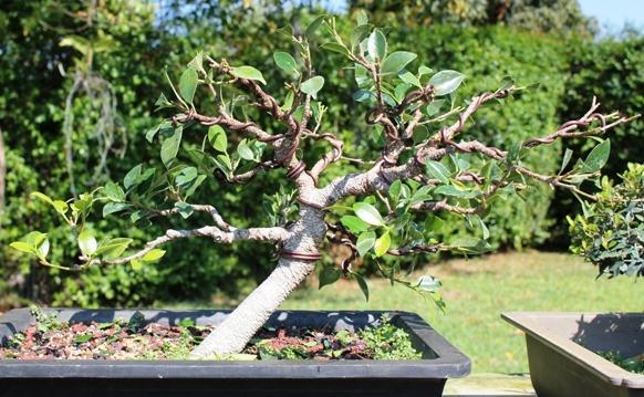Ficus microcarpa 'tigerbark' cutting 04-09-10