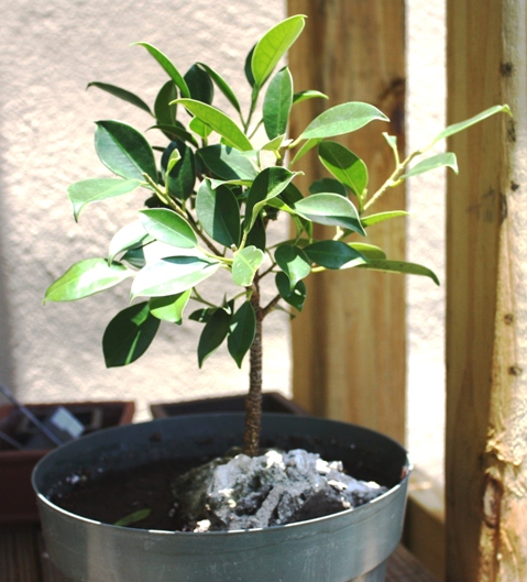 Ficus microcarpa 'tigerbark' cutting 06-13-10