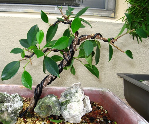 Ficus microcarpa 'tigerbark' cutting 10-17-10