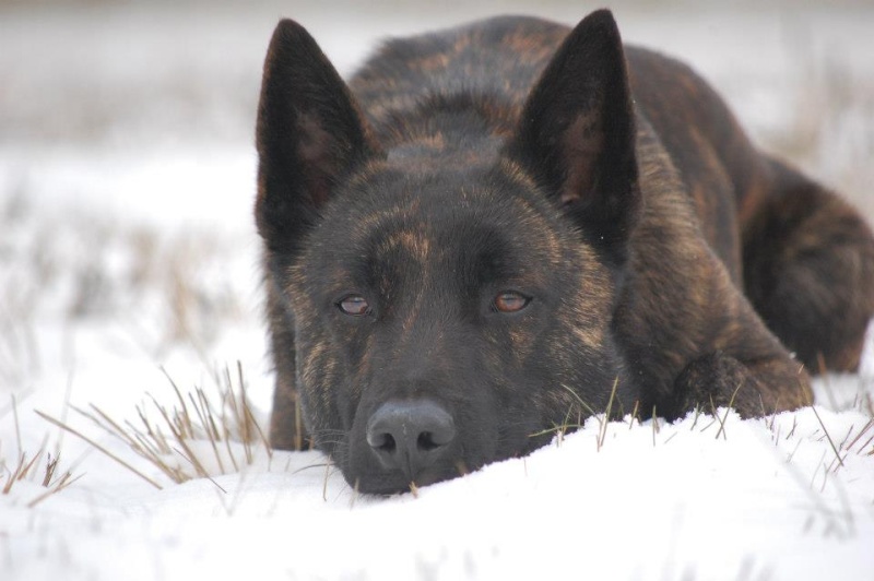 Chiots Berger Hollandais Poils Courts LOF