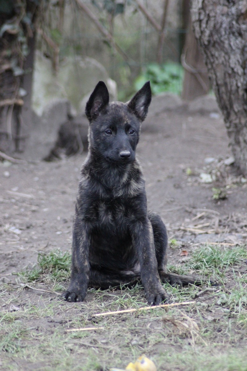 Chiots Berger Hollandais Poils Courts LOF