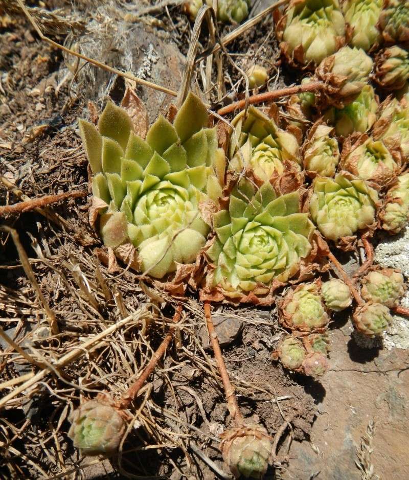 S. iranicum Semper21