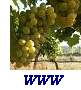 http://www.epinedefrance.net