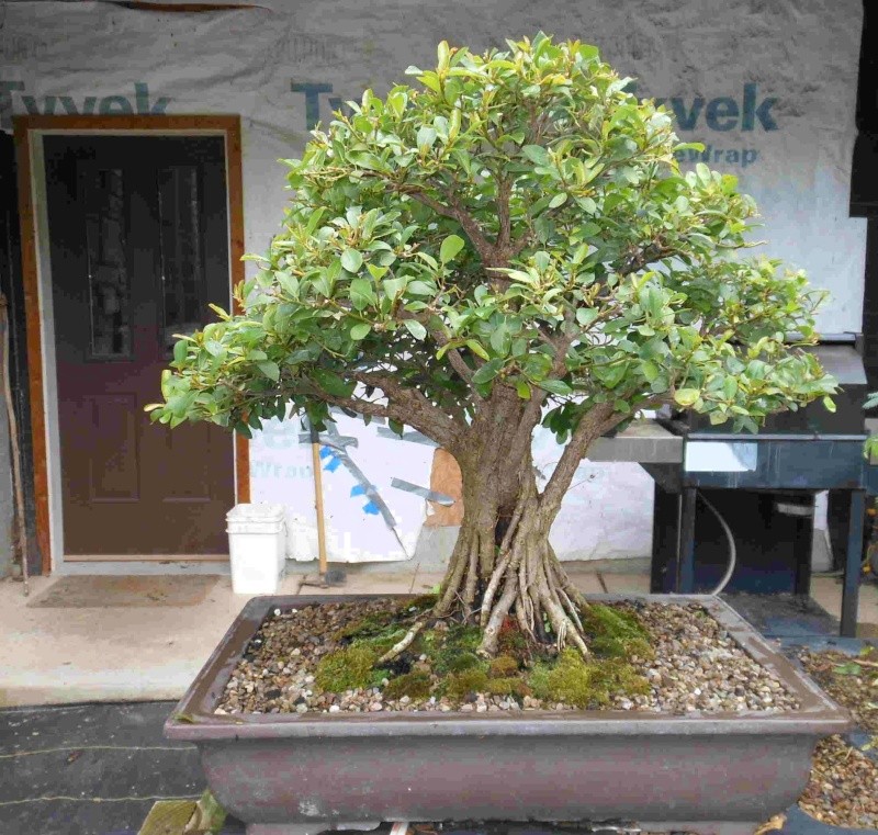 Large fused Ficus Natalensis Fn422510
