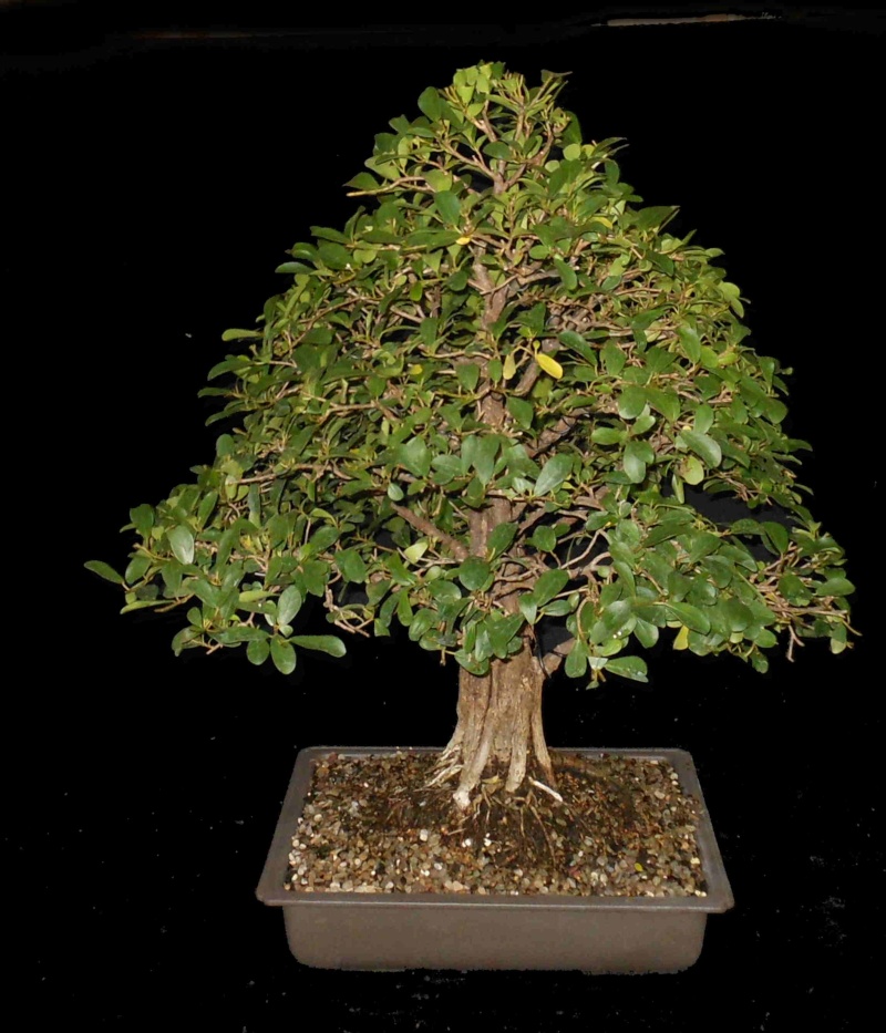 Large fused Ficus Natalensis Fn428210