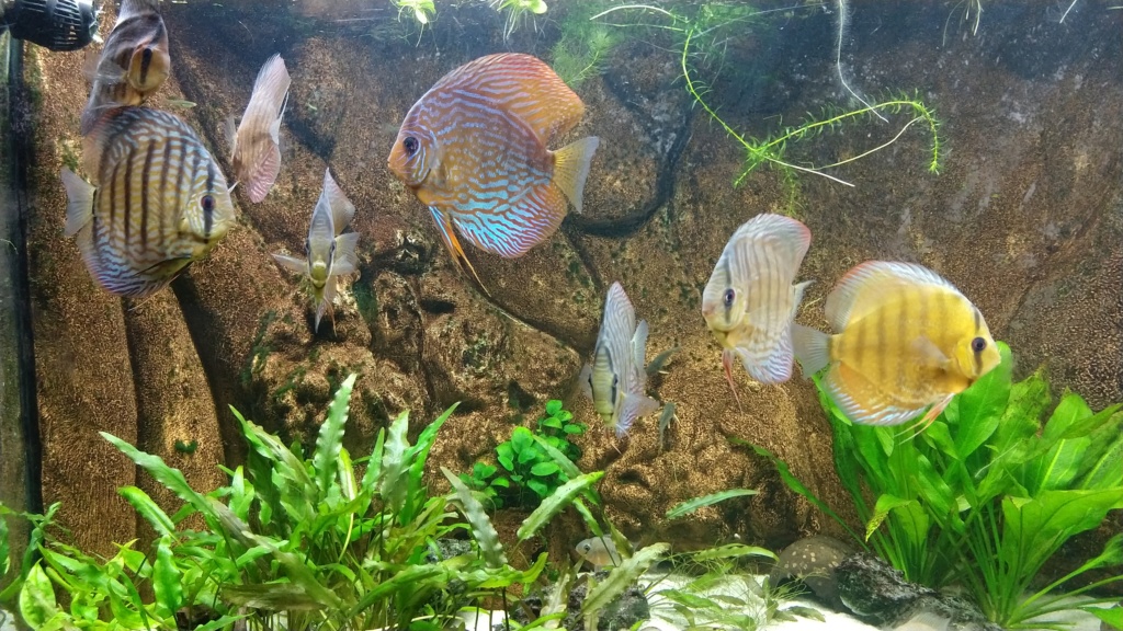 [Herpo] 590L discus/altispinosa ! - Page 7 Img_2033