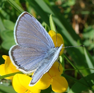 Les papillons lycaenides ; argus, azurés, thècles... 04-07-10