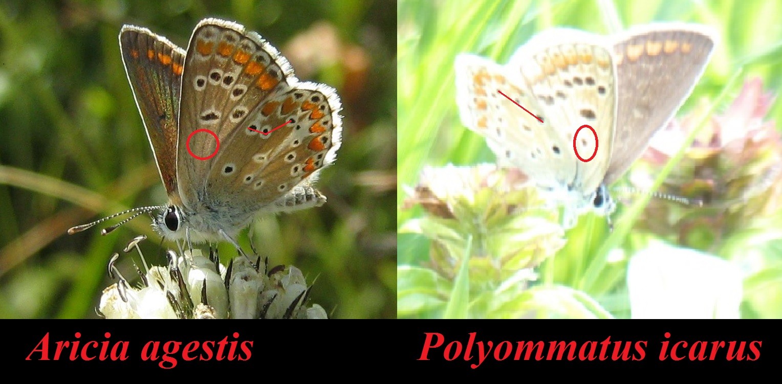[Polyommatus icarus (comparaison avec Aricia agestis)] Possible Azurée Aricia10