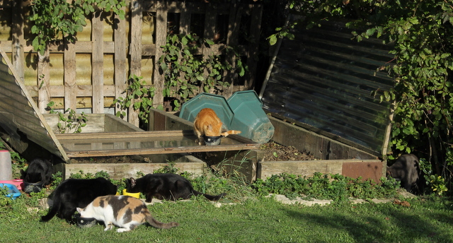 Plus de pots mais le jardin de Claude et ses habitants.. - Page 2 06610