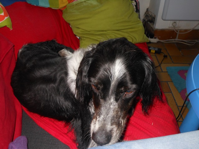 covoiturage chien ( setter de la fourrière ) Urgent recherche Ploeren (56) vers Coutance (50 ) Dscn4549