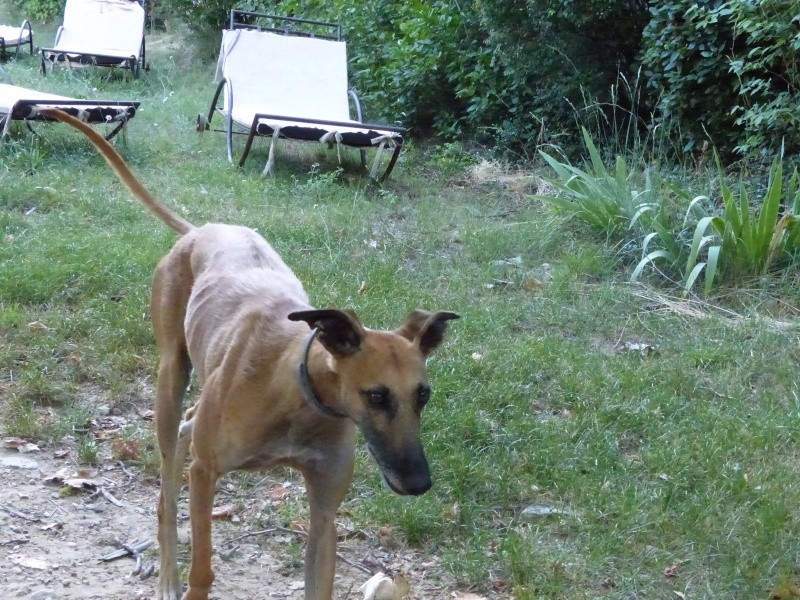 charlotte - Galga Charlotte – un amour – Adoptée !  - Page 14 P1000019