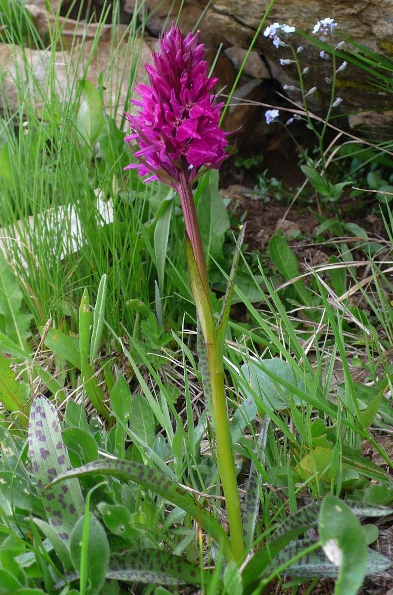 Dactylorhiza alpestris × Gymnadenia rhellicani P1120711