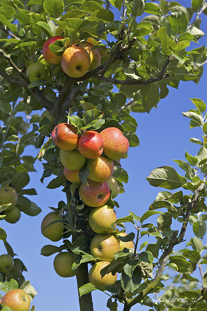 Le temps des pommes Img_3714