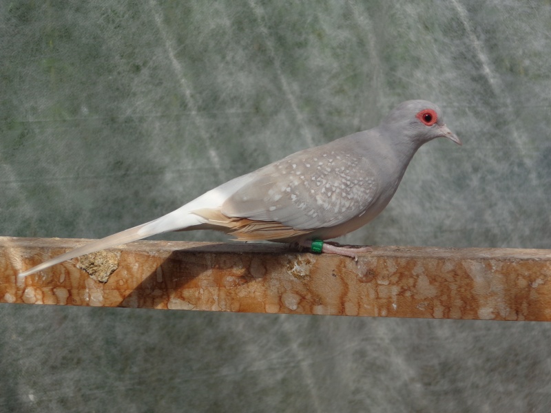 geopelia couleur sympa pour la repro de cette année !!! Dsc02110