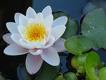 différences entre intuition et prémonition Lotus-10