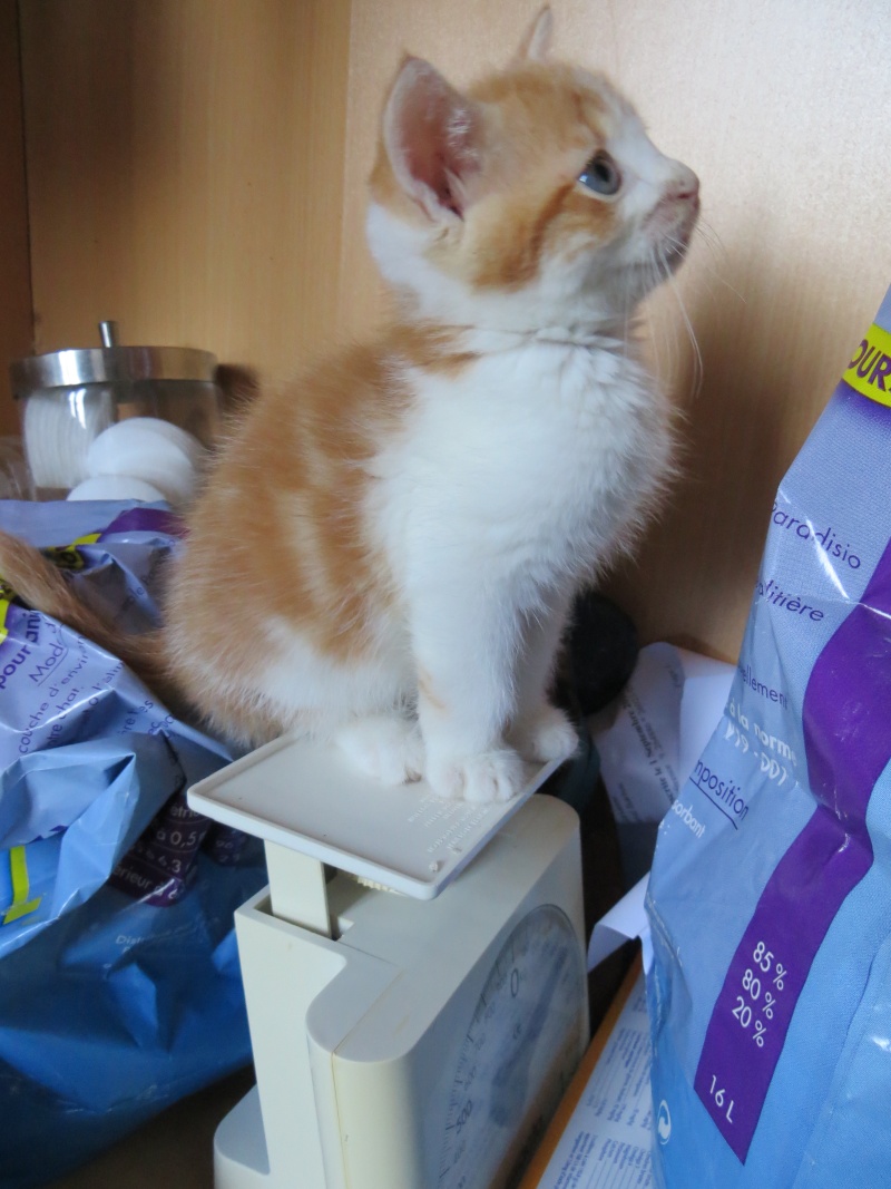 Picchu (dit Confiotte), chaton roux et blanc craquant ,né début août 2014 Picchu10