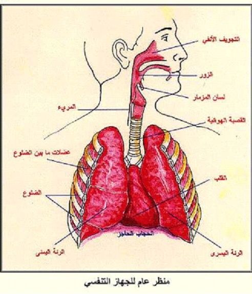 اعرف جهازك التنفسي Ooa_o_10