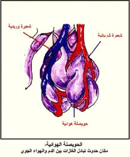 اعرف جهازك التنفسي Ouaeo_10