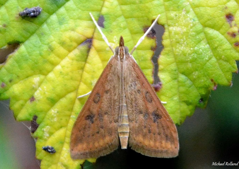 quelques heterocères : Rhodometra sacraria, Hypena proboscidalis, Udea ferrugalis Nuit_g18